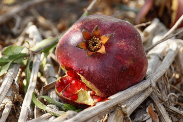 Ripe pomegranate open fruit lying on the ground among dried vegetation