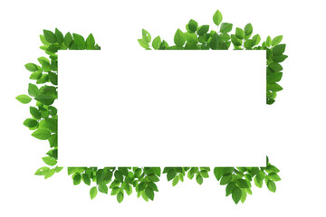 tree branch isolated