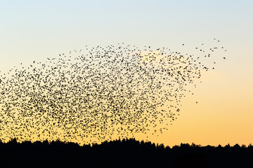 Large bird flock in silhouette in the evening sky over the woods