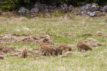 Flock with Wild boar piglets on a grass meadow at spring © Lars Johansson