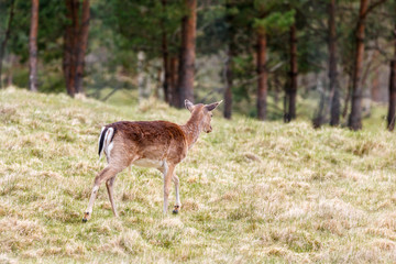 Fallow deer walking away into the forest