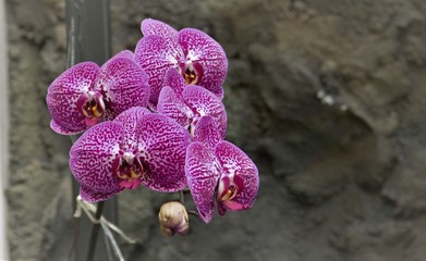 purple orchids