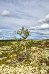 Moor birch tree on a mountain plateau in the swedish mountains