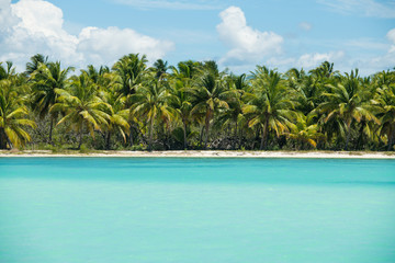 Palms at scenic seashore at Saona island