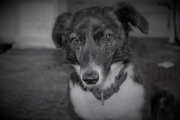 Fototapeta premium Chien blanc et noir