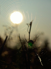 Backlit  spider on the cobweb and great sun during the dawn, Argiope lobata