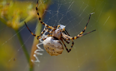 Argiope lobata in foreground, large spider with a small prey between its legs