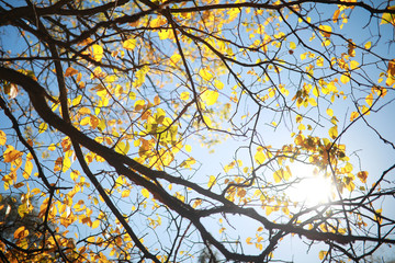 Fototapeta na wymiar Autumn background in the park