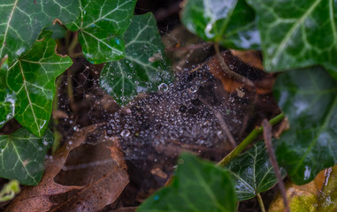 Dew on a spider web in leafs
