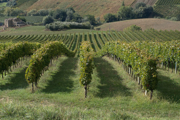Fototapeta na wymiar vineyard in italy,agriculture,landscape,field,wine,countryside,autumn,green,vine,rural,hill,plant