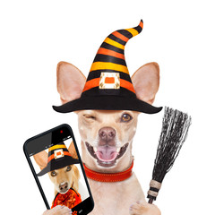 halloween  ghost  dog trick or treat