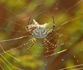 Argiope lobata on the cobweb, large spider waiting patiently