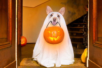 halloween  ghost  dog trick or treat