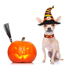 halloween  ghost  dog trick or treat