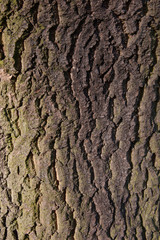 Strukturbild, Baumrinde