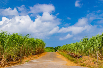 沖縄石垣島　サトウキビ畑と土の一本道