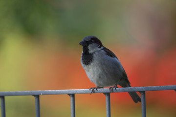 A male House sparrow (Passer domesticus) perched on a metal fence. Behind the bird a beautiful and colourful bright background.