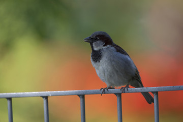 A male House sparrow (Passer domesticus) perched on a metal fence. Behind the bird a beautiful and colourful bright background.