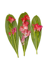 Straight green giant leaves with gladiolas flowers