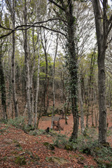 Sataplia nature reserve near Kutaisi, Georgia
