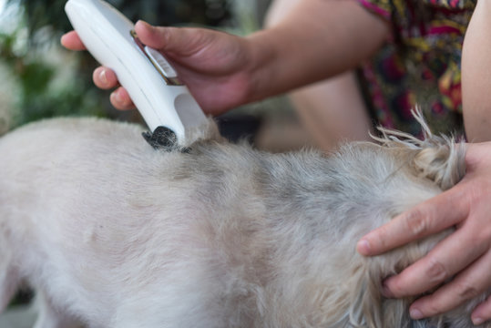 Grooming And Haircut Dog Fur By Human With Clipper