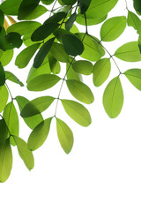 Obraz premium tree branch isolated