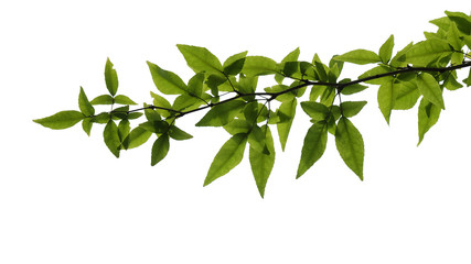 tree branch isolated