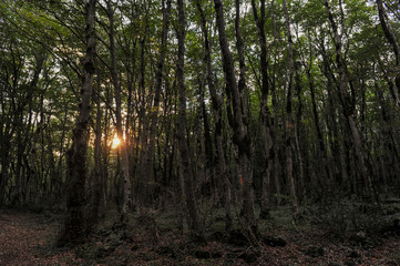 Sataplia nature reserve near Kutaisi, Georgia