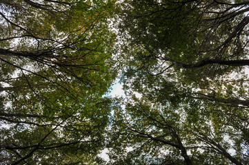 Sataplia nature reserve near Kutaisi, Georgia