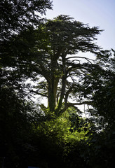 tall old tree