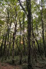 Sataplia nature reserve near Kutaisi, Georgia
