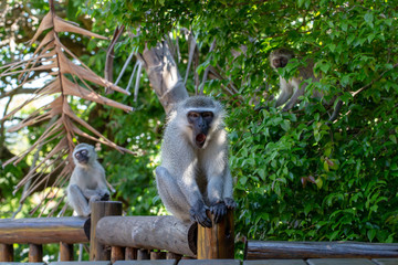 Male monkey, about to yawn, sitting on wooden deck with two small monkeys.
