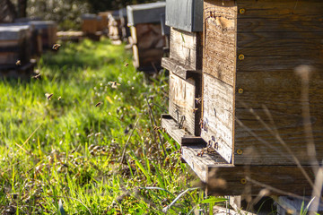 Ruches abeilles ardèche au printemps