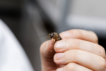 man holds cricket in his hand, farm crickets, edible crickets