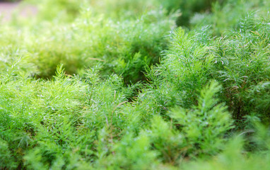 Beautiful green leaf