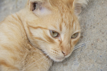 Gato tumbado