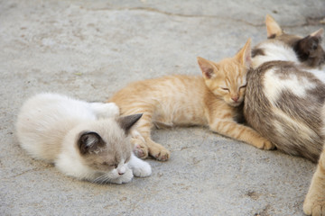 Gatitos