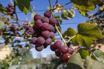 Clusters of ripe red grapes