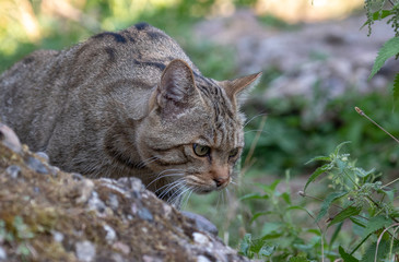 Wildkatze