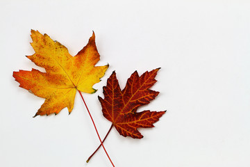 Two colorful autumn leaves on white surfacewith copy space

