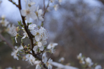 Almendro en flor