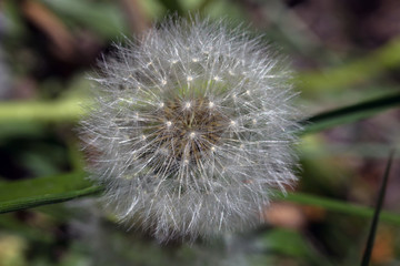 Dandelion is photographed on the macro and on top