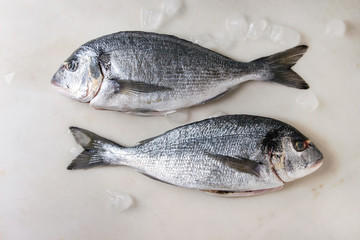 Two raw uncooked gutted sea bream or dorado fish on ice over white marble background. Flat lay, copy space. Cooking concept