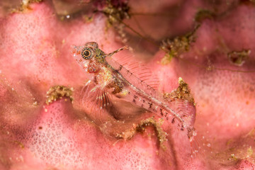 unidentified goby fish