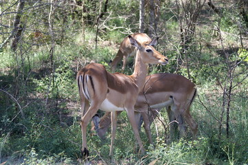 antelope