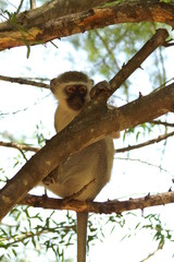 monkey