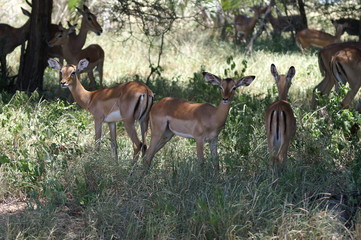 antelope