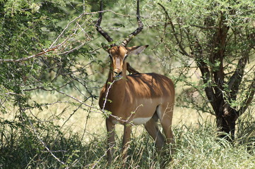 antelope