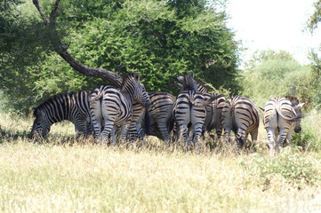 zebra