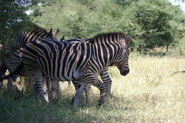 Fototapeta na wymiar zebra